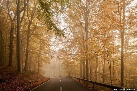 Gemeinde Bad_Griesbach Landkreis Passau Waldstück St2116 Herbst (Dirschl Johann) Deutschland PA